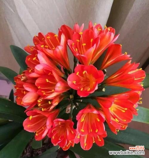 君子兰枯枝发新芽寓意着什么？君子兰在花语中代表什么？