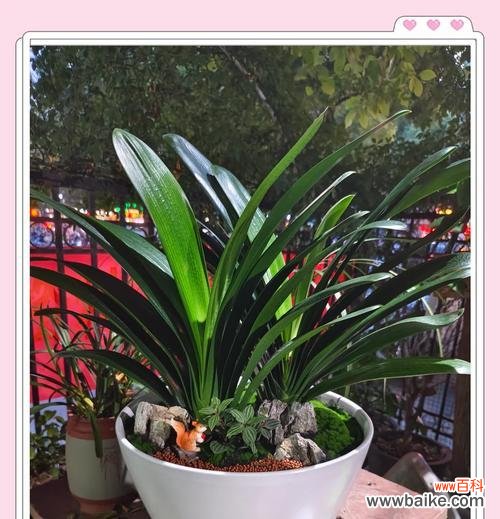 君子兰枯枝发新芽寓意着什么？君子兰在花语中代表什么？