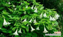 哪些花具有凄美的花语？它们代表什么？