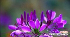 甜蜜的笑花语代表什么？