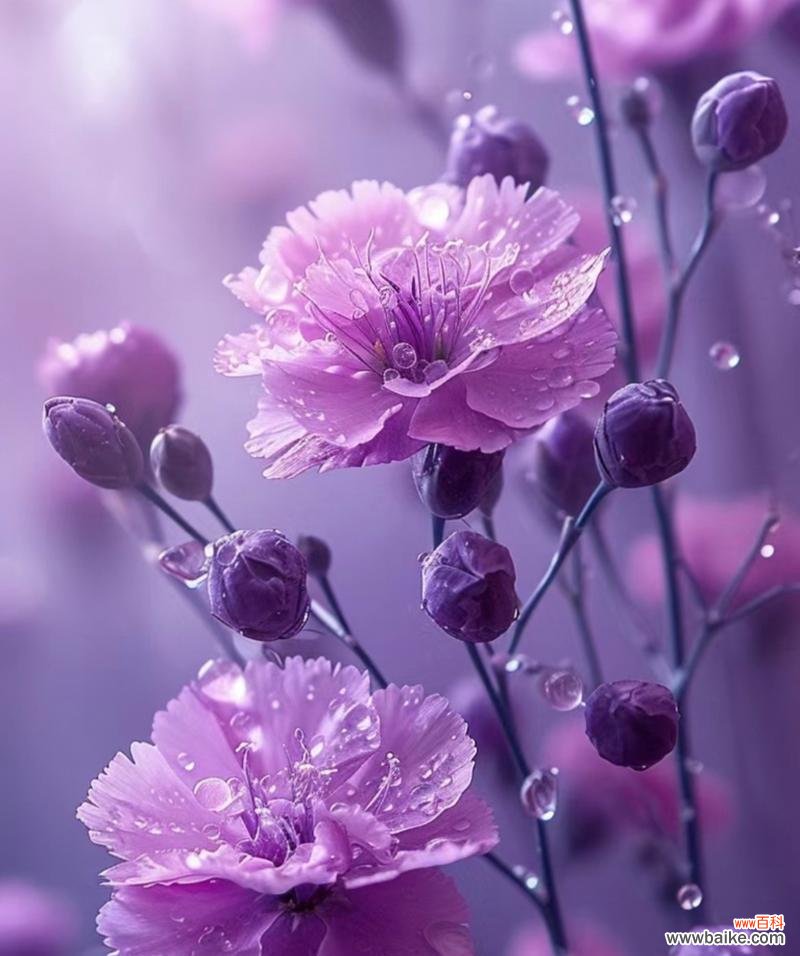 香水玫瑰紫色花语是什么?