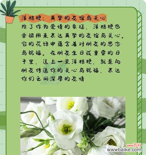 白桔梗花束的花语是什么？它传递了怎样的情感？