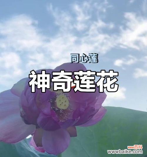 莲蓬花的花语代表了什么?