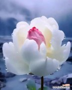 莲蓬花的花语代表了什么？