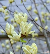 风玉兰花的花语代表什么？