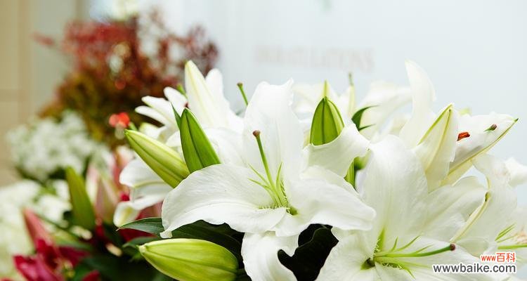 神仙百合的花语有哪些？