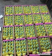 芒果作为礼物的花语含义是什么？