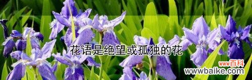 曾经看过的花语有哪些？它们代表了什么？