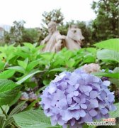 探究绣球花的丰富花语与象征意义 绣球花的花语及其寓意