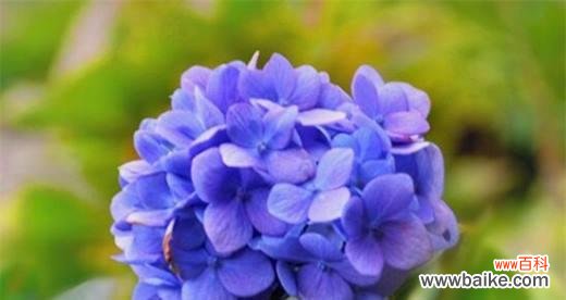 探究绣球花的丰富花语与象征意义 绣球花的花语及其寓意