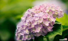 探究绣球花的象征意义与文化内涵 绣球花的花语与寓意