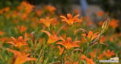 从花语到文化，探寻萱草的神秘之美 以萱草的寓意和象征