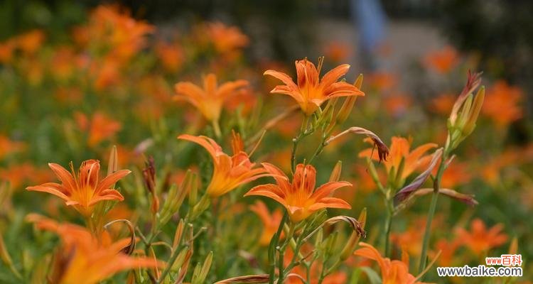 从花语到文化，探寻萱草的神秘之美 以萱草的寓意和象征