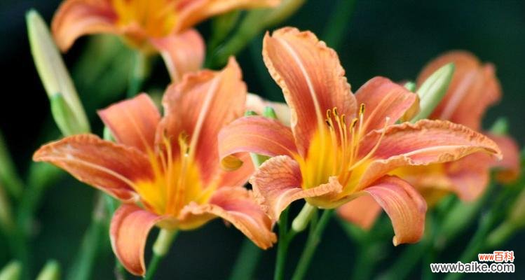 从花语到文化，探寻萱草的神秘之美 以萱草的寓意和象征