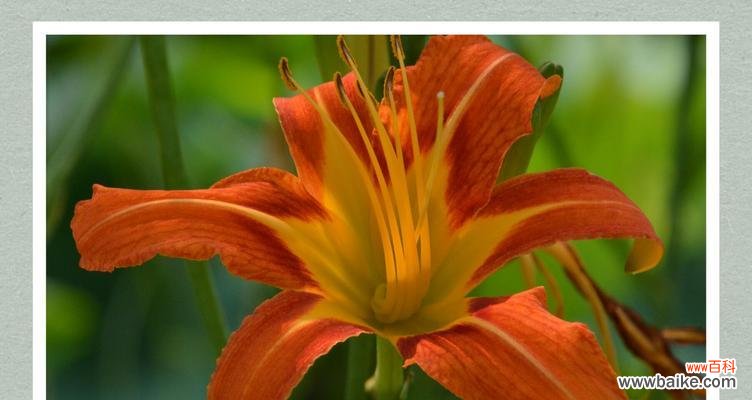 祈愿美好的“福”永远相伴——萱草花语及传说 萱草的花语与传说