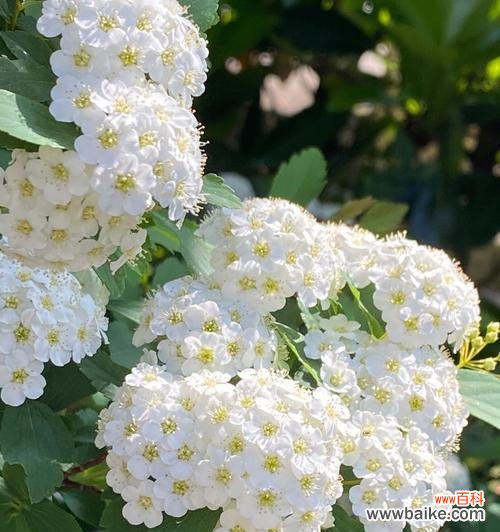 探索绣线菊花语的深层含义 绣线菊的花语及其寓意