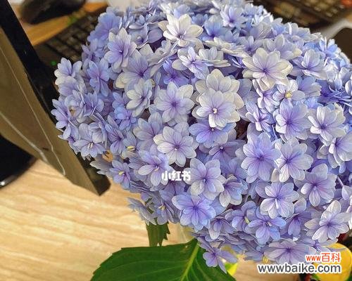 探索绣球花的花语和文化含义 绣球花的寓意及象征意义