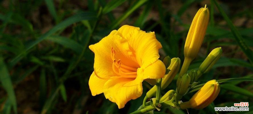 以萱草为媒，解读花语寓意 探寻萱草花语的深意