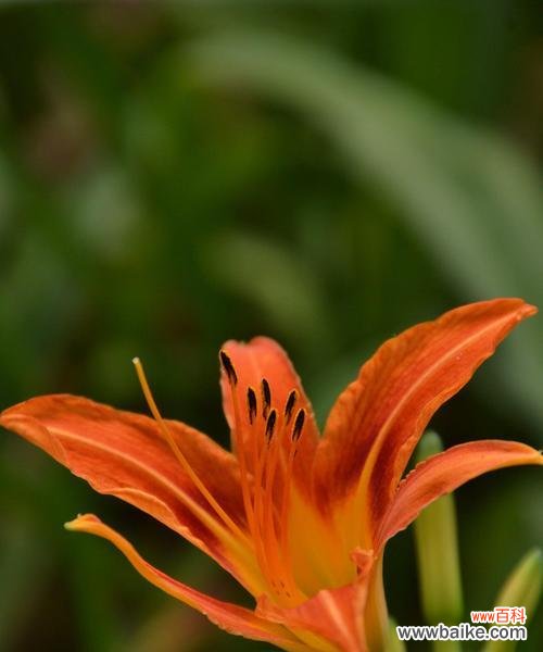一朵极具象征意义的花朵-萱草花 萱草花的象征意义与寓意