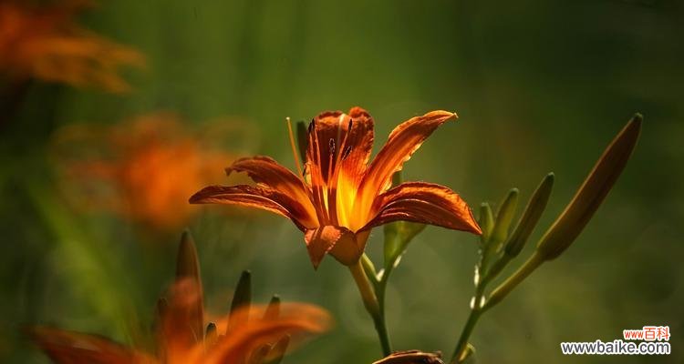 一朵极具象征意义的花朵-萱草花 萱草花的象征意义与寓意