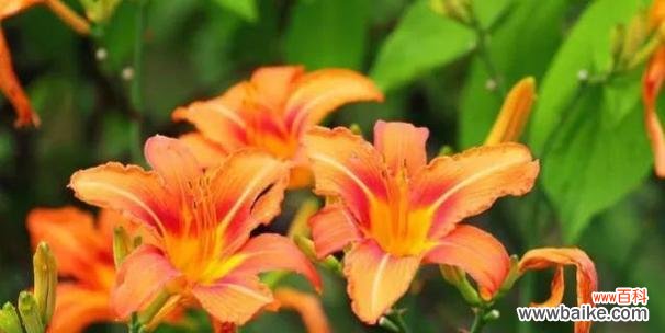 探索萱草花的深层含义及其在不同文化中的象征 萱草花的花语与象征意义