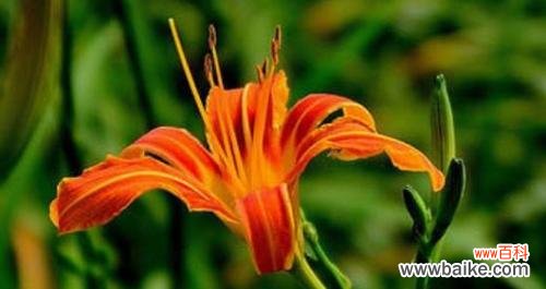 探索萱草花的深层含义及其在不同文化中的象征 萱草花的花语与象征意义