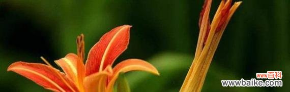 探寻萱草的文化内涵与象征意义 萱草寓意与象征之美