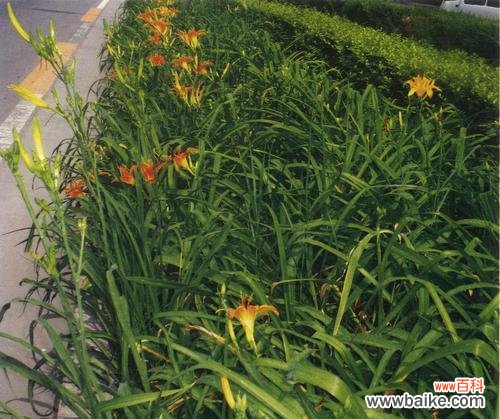 探寻萱草的文化内涵与象征意义 萱草寓意与象征之美