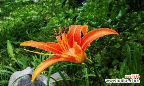 探寻萱草的文化内涵与象征意义 萱草寓意与象征之美