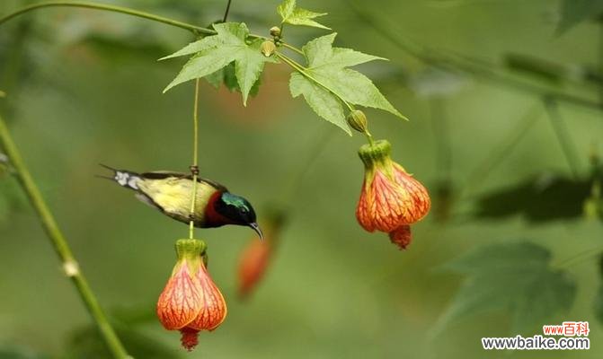 探索悬铃花在不同文化中的象征意义，传达美好祝愿与思念之情 悬铃花的花语之意义与传统文化的融合