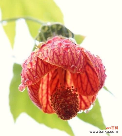 探索悬铃花在不同文化中的象征意义，传达美好祝愿与思念之情 悬铃花的花语之意义与传统文化的融合