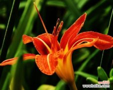 探索萱草的花语，传递情感的神奇语言 以萱草花语为主题的文章