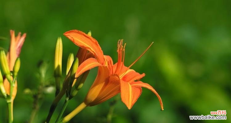 探索萱草的花语,传递情感的神奇语言 以萱草花语为主题的文章