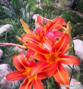 揭示萱草花语的丰富内涵与美好愿望 萱草花语与寓意