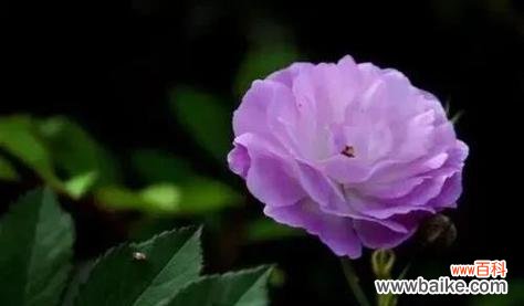 探秘熏衣草花的神秘语言，解读它的深层含义 熏衣草花语与寓意