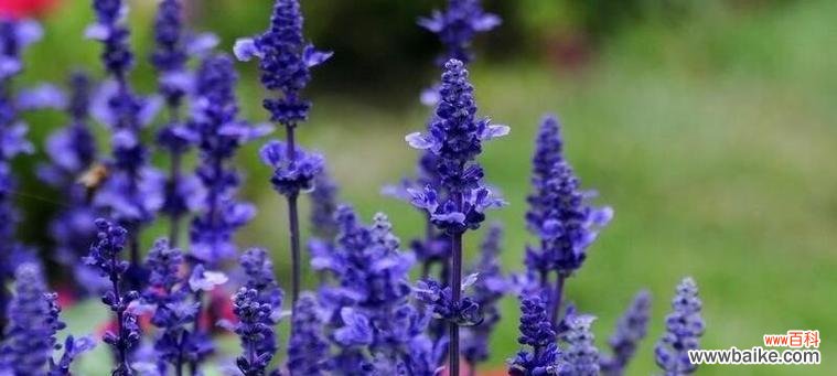 探秘熏衣草花的神秘语言，解读它的深层含义 熏衣草花语与寓意