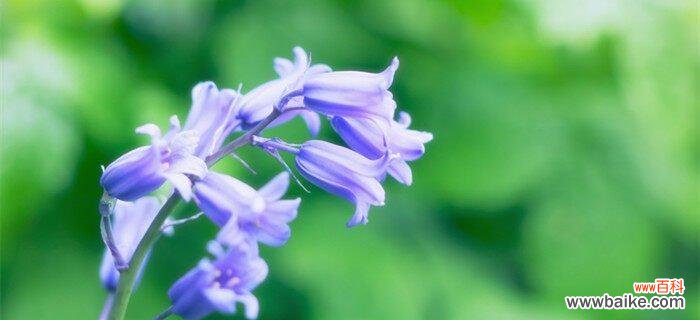 探秘熏衣草花的神秘语言，解读它的深层含义 熏衣草花语与寓意