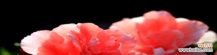 唤醒心中的纯净与美丽 雪莲花的花语及其意义