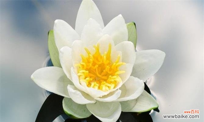 唤醒心中的纯净与美丽 雪莲花的花语及其意义