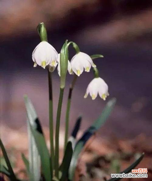 唤醒心中的纯净与美丽 雪莲花的花语及其意义