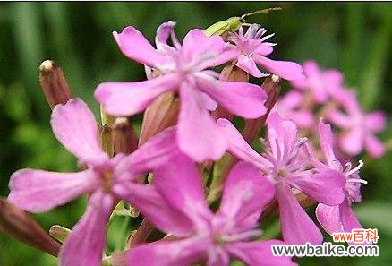 揭示雪莲花美丽的内涵与传递的情感 雪莲花的花语与意义