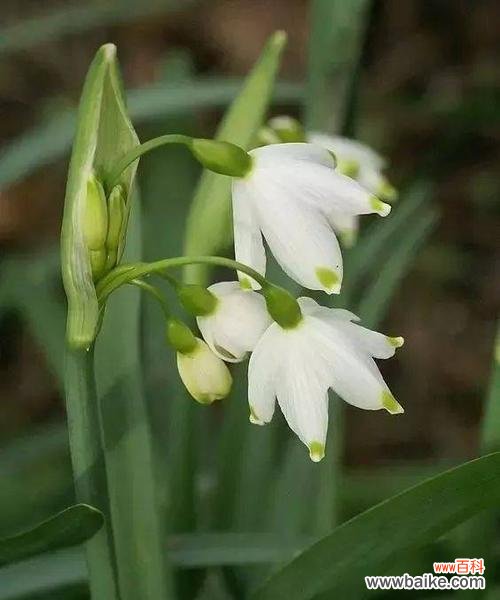 揭示雪莲花美丽的内涵与传递的情感 雪莲花的花语与意义