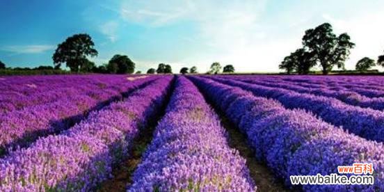探秘熏衣草花语的深层含义 熏衣草花语传递的美好寓意