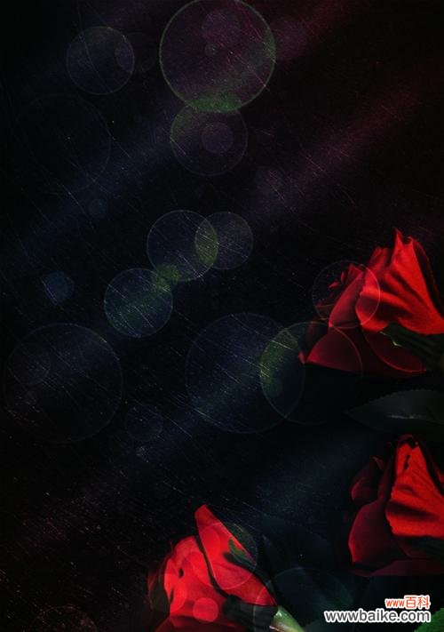 探寻黑色玫瑰的魅力 黑色玫瑰的花语——深邃的激情