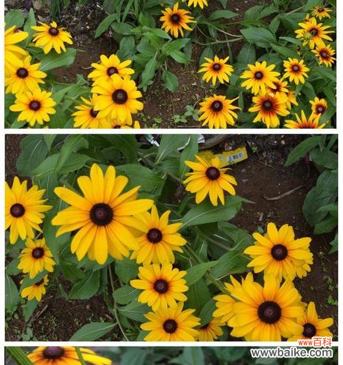 以黑心菊的花语解读生活中的点滴情感 黑心菊