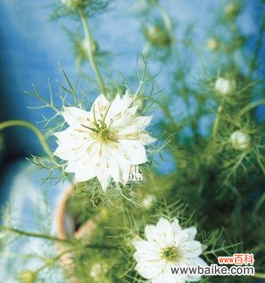 探寻黑种草花语的意义与象征 黑种草花语之美丽与神秘