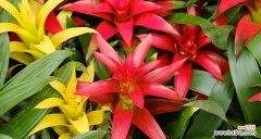 以鸿运当头的寓意及其深远意义 鸿运当头，福泽无穷