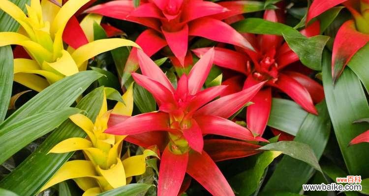 以鸿运当头的寓意及其深远意义 鸿运当头，福泽无穷