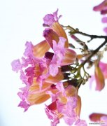 揭示红花风铃木的内涵及象征意义 红花风铃木的花语