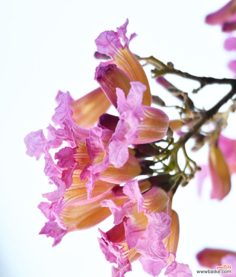 揭示红花风铃木的内涵及象征意义 红花风铃木的花语